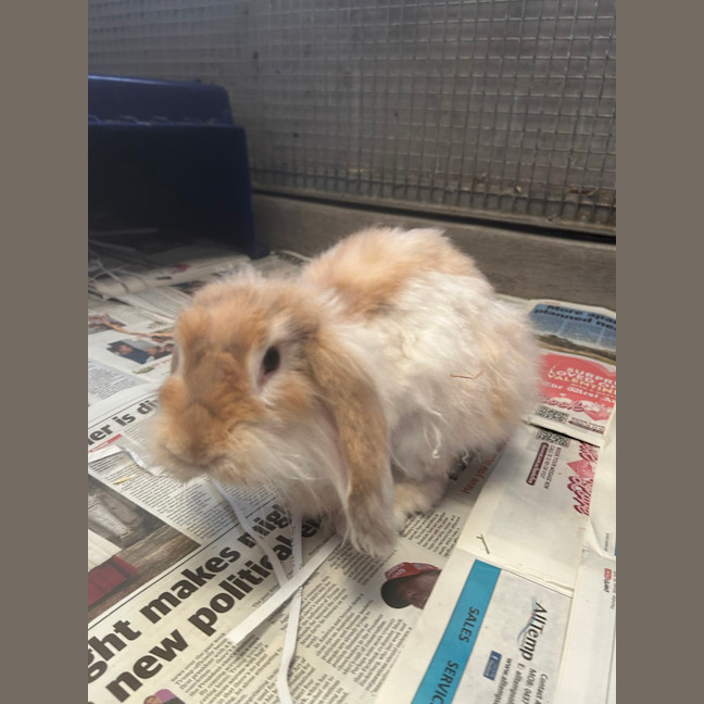 Photo of Cinnabun