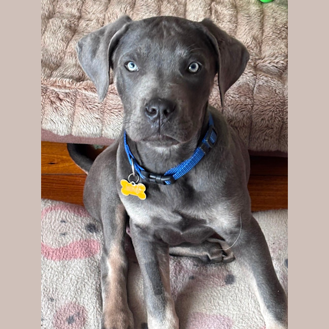Photo of Enzo