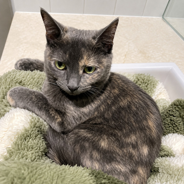 Photo of Sugar *9 Lives Project Rescue*