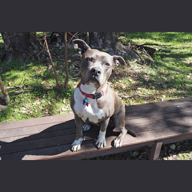 Photo of Bella