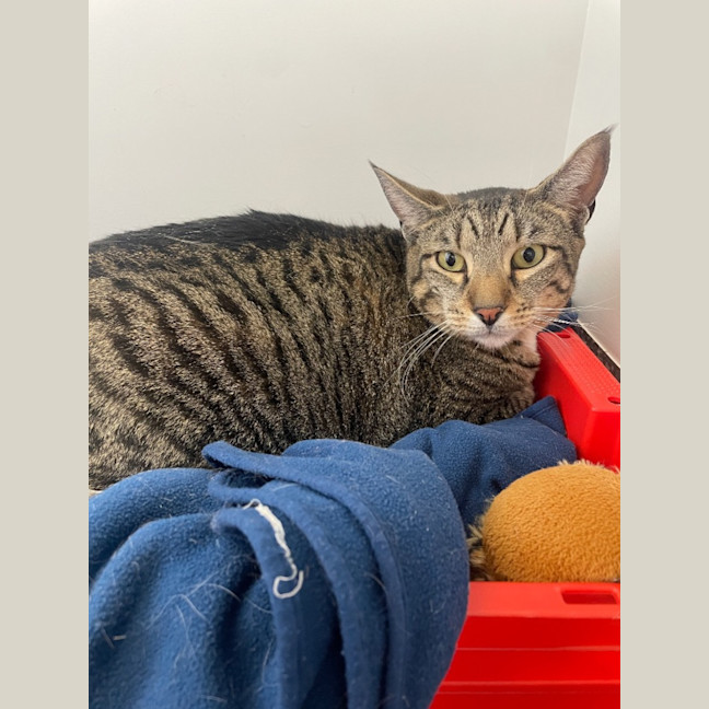 Photo of Fox And Scully