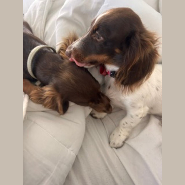 Photo of Paisley & Piper