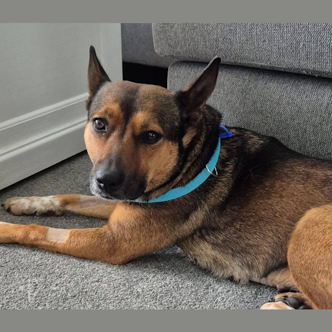 Photo of Ash   3 Year Old Kelpie X (Trial)