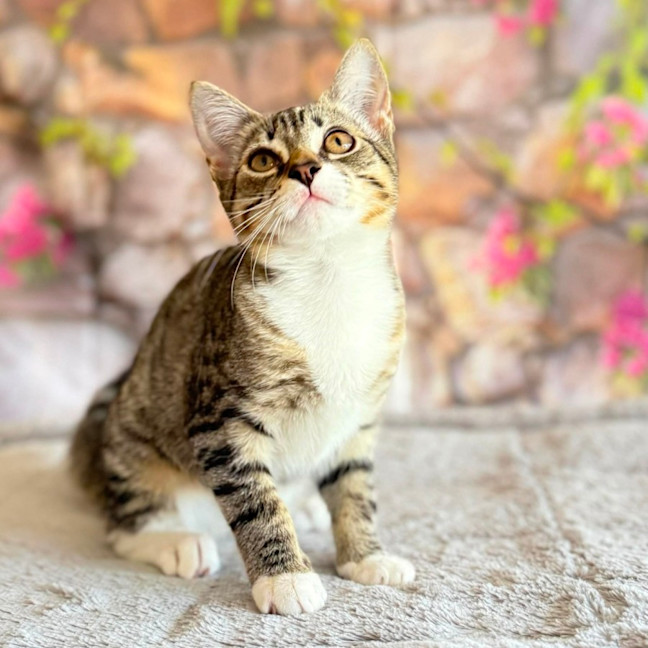 Photo of Marlon  In Foster Care In Greensborogh