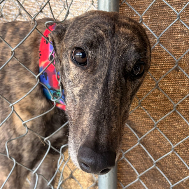 Photo of Nadja The Greyhound