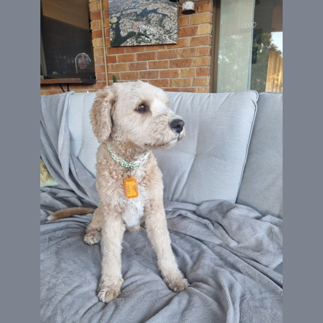 Photo of Soxy 