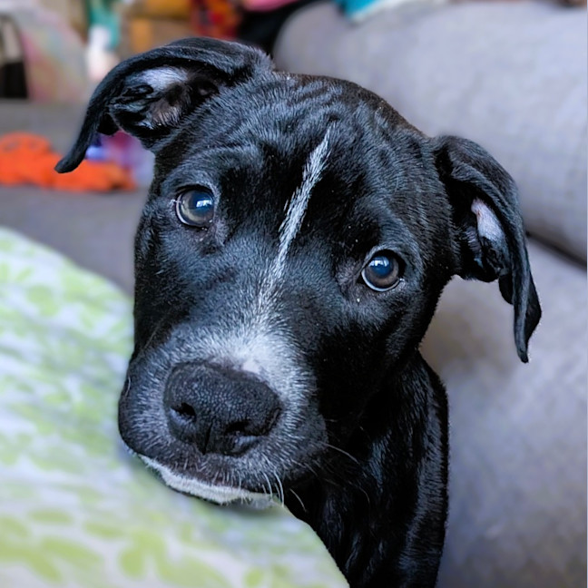 Photo of Amelia