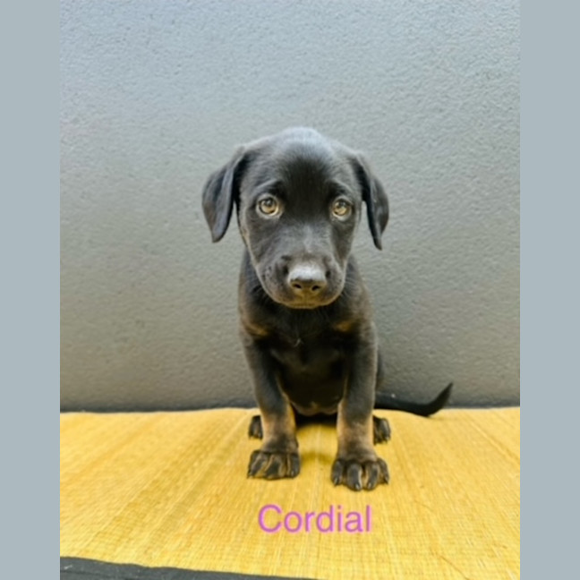 Photo of Cordial