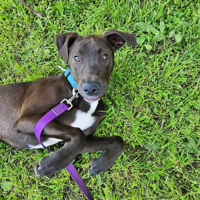 Photo of Little Miss P (64181)