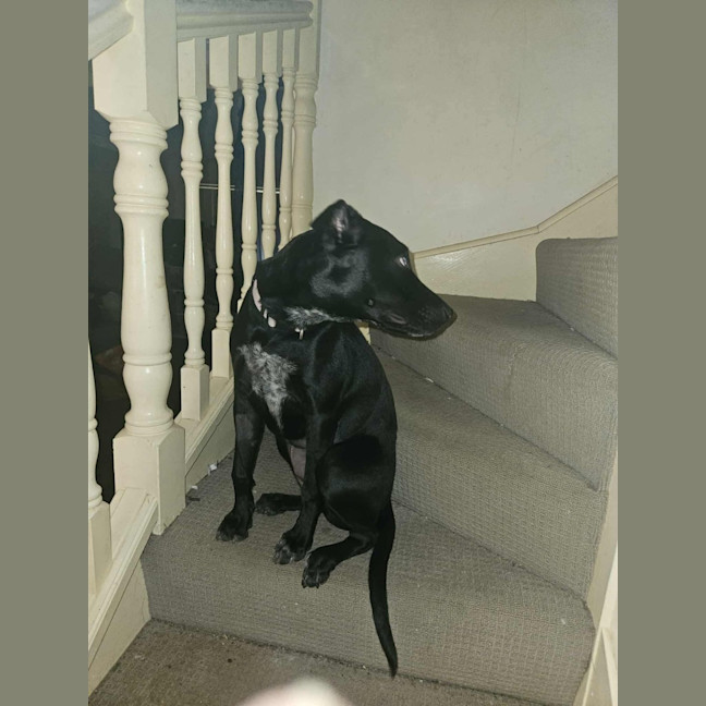 Photo of Blaze