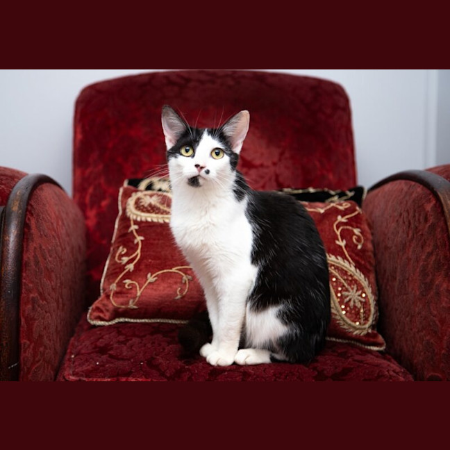 Photo of Bella