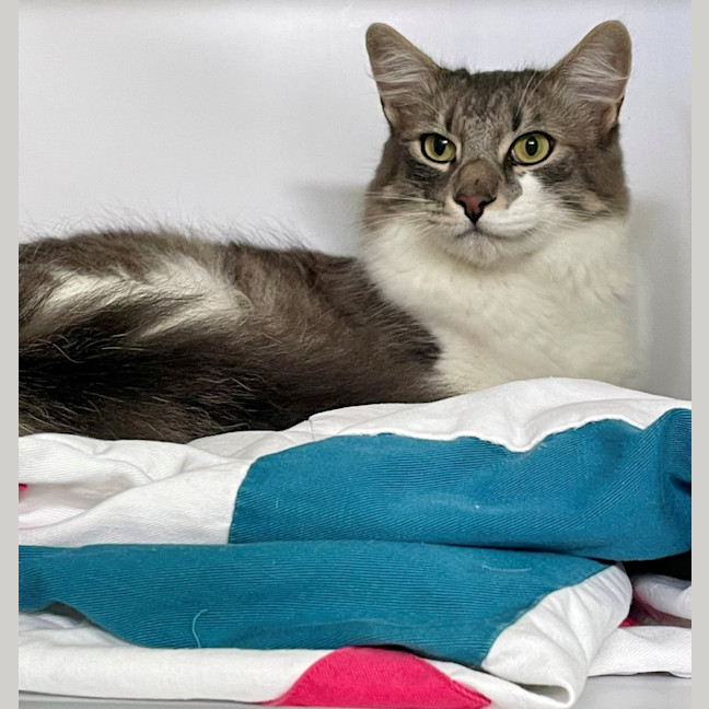 Photo of Gandalf (9084)