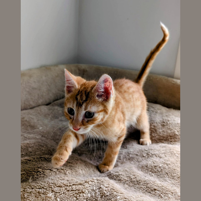 Photo of Jupiter Meet Me@Petstock Carrum Downs Store