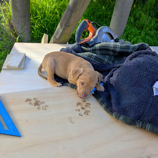 Photo of Pirate 