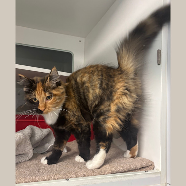 Photo of Lucky