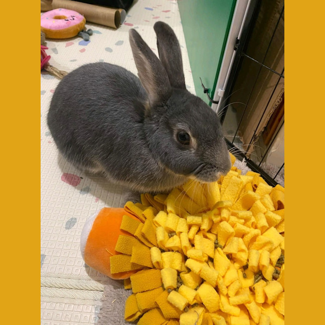Photo of Carrots