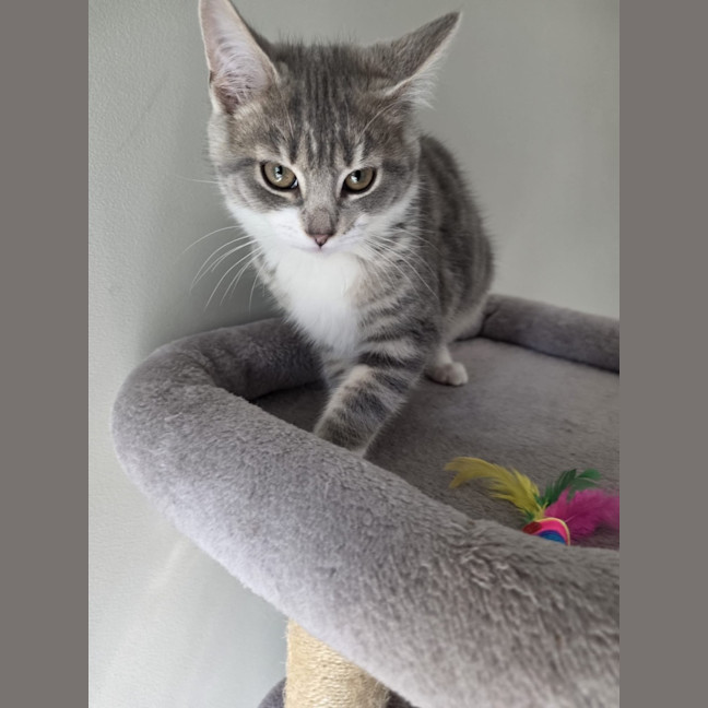 Photo of Paprika
