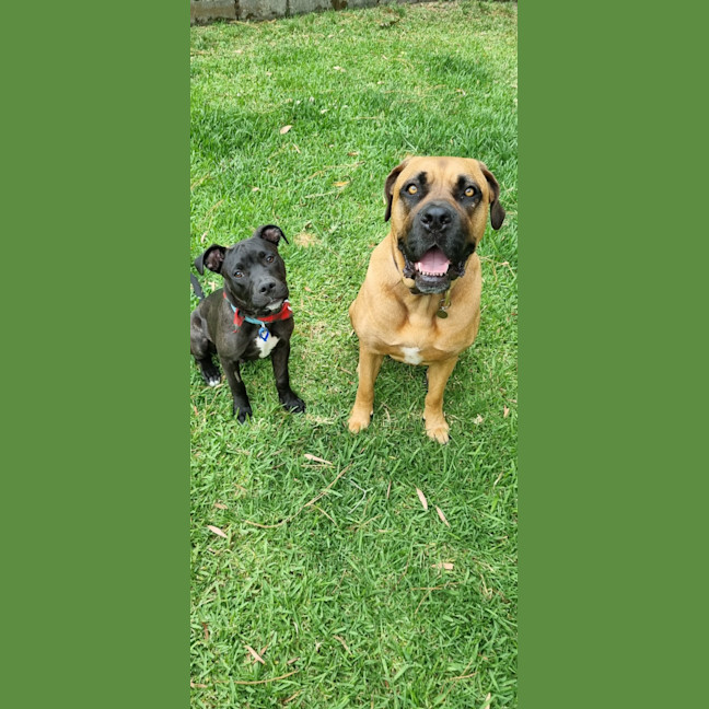 Photo of Leroy   7 Month Old Staffy