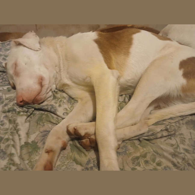 Photo of Spot