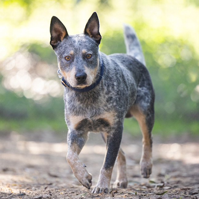 Photo of Cobalt