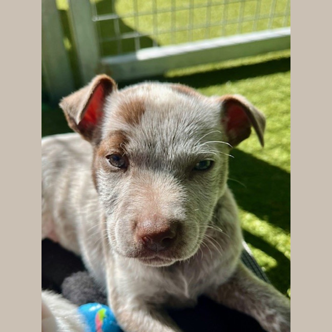 Photo of D1175 Candy