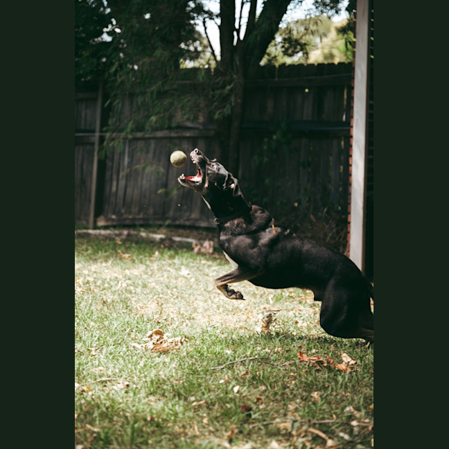 Photo of Banjo   6 Year Old Kelpie X