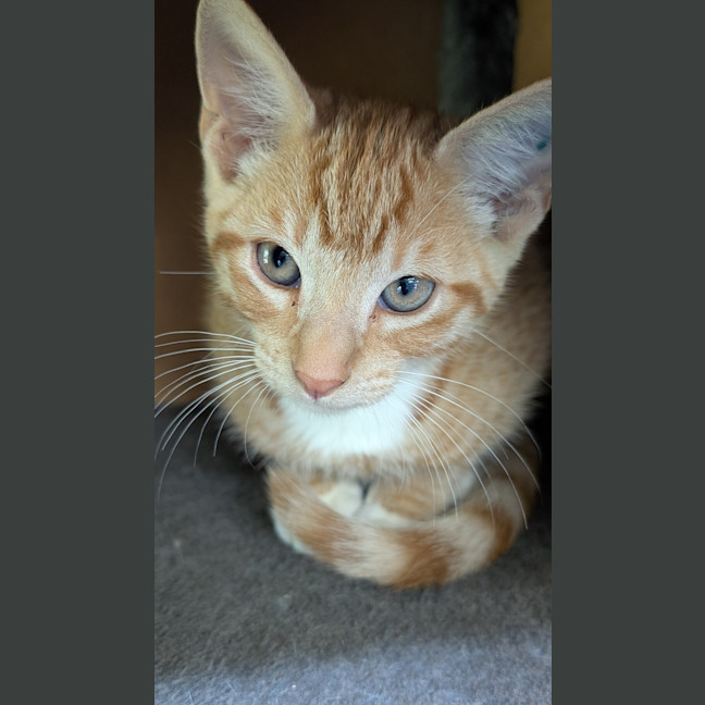 Photo of Nemo (Ex Theseus)