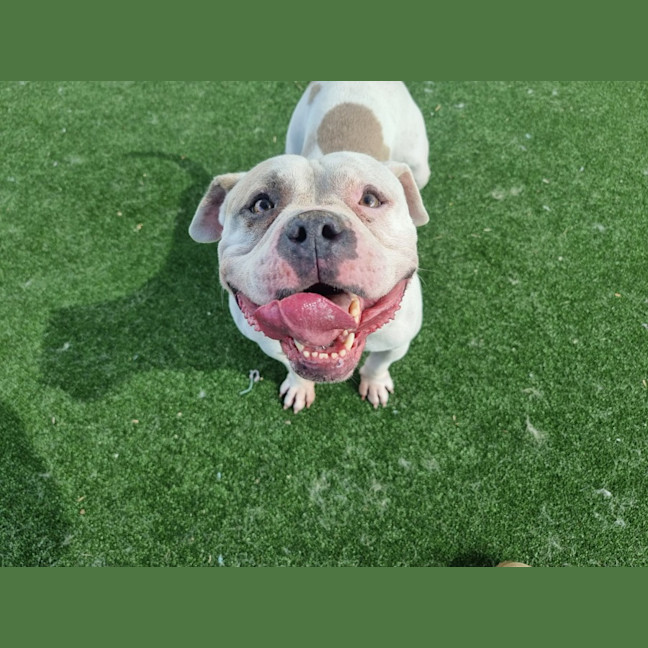 Photo of Apple Imp 2446