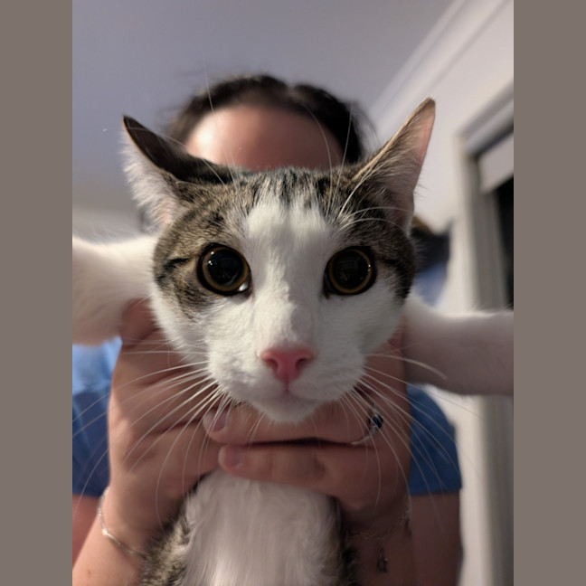 Photo of $250 Jasper