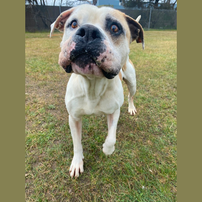 Photo of Buddy