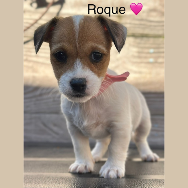 Photo of Roque