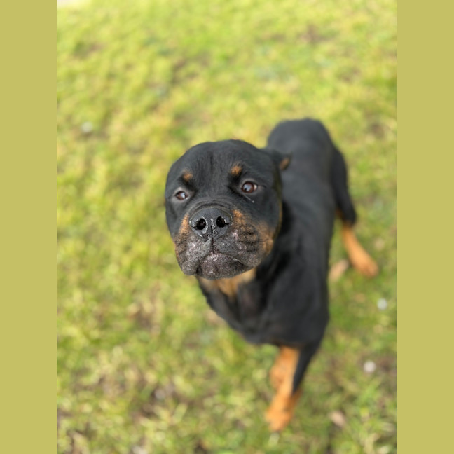 Photo of Luna 