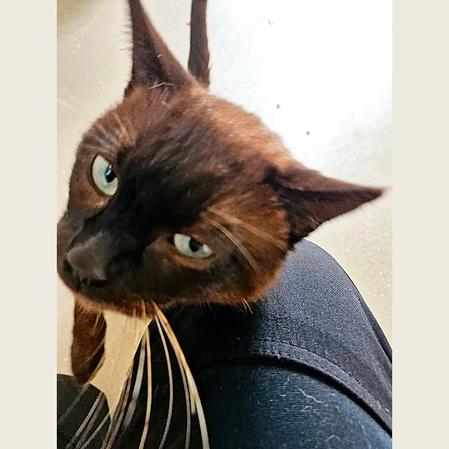 Photo of C1341 Lindt