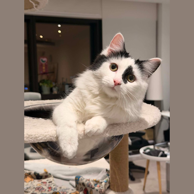 Photo of Spottie