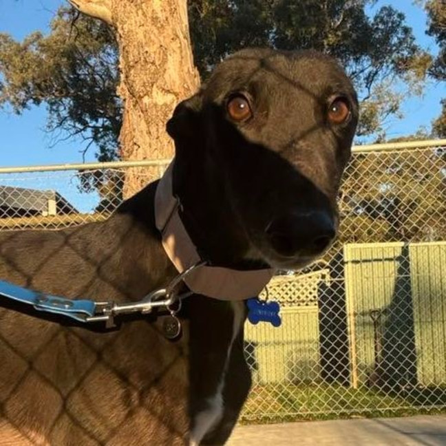 Photo of Genevieve The Greyhound