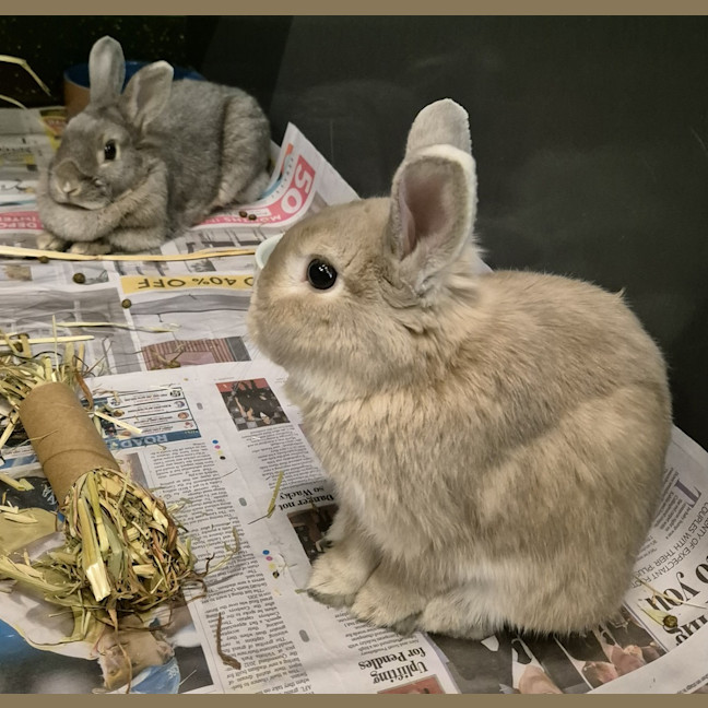 Photo of Ghost (Bonded With Casper)