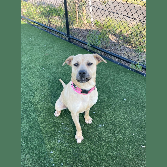 Photo of Alita Imp 1811