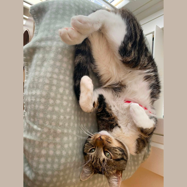 Photo of Kafoops* 9 Lives Project Rescue*