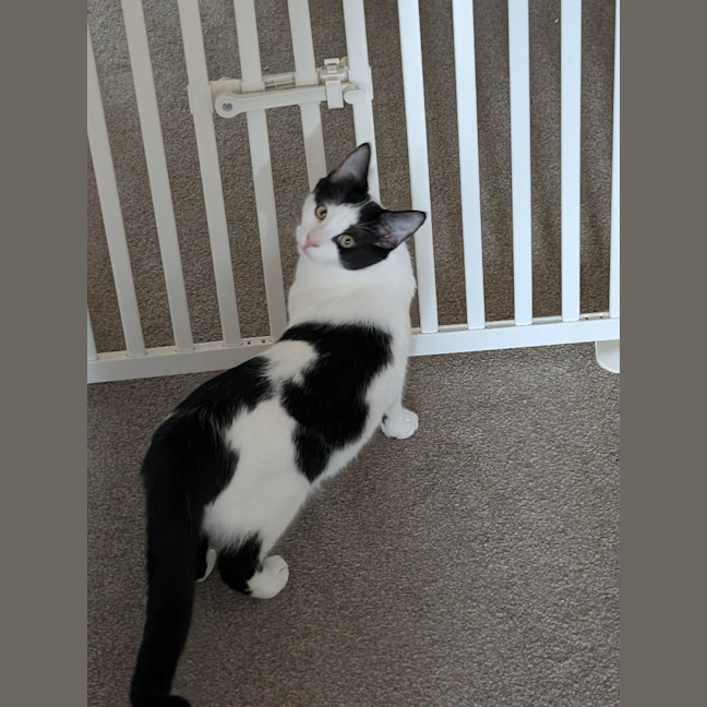 Photo of Dandelion