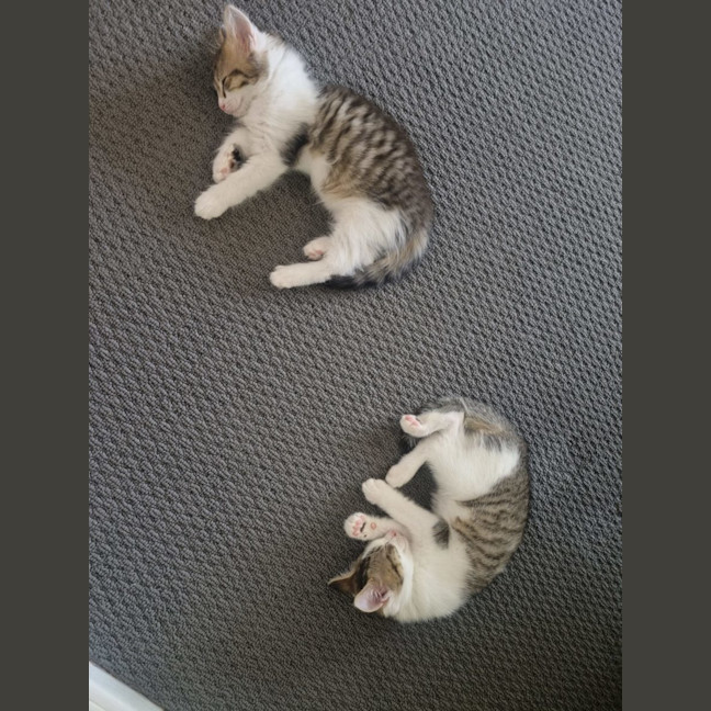 Photo of Tiny