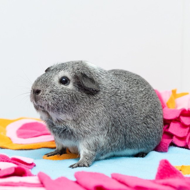 Photo of Chanel