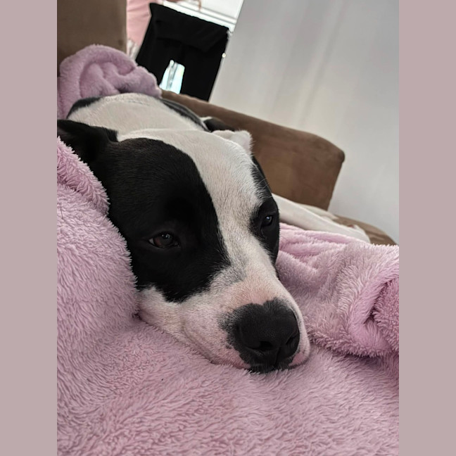 Photo of Tux   18 Month Old Staffy X
