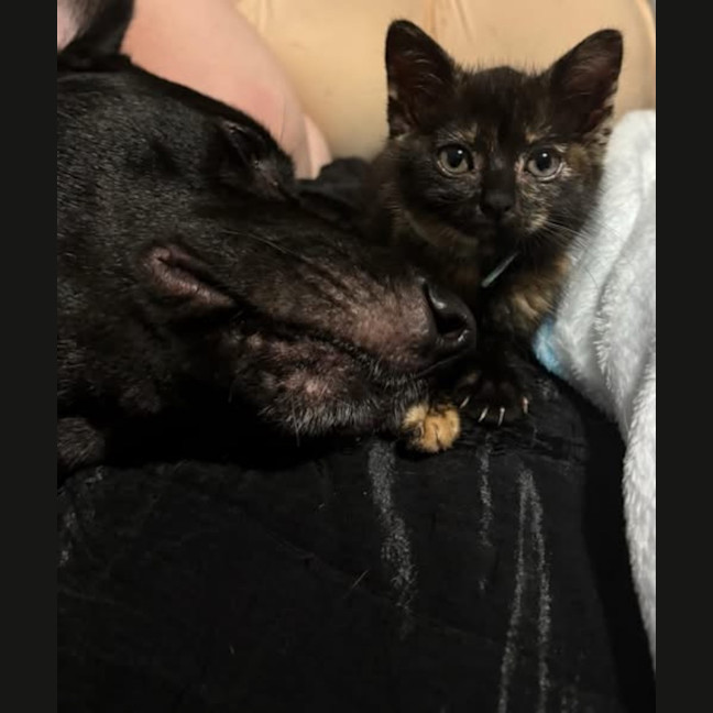 Photo of Ember (K44)