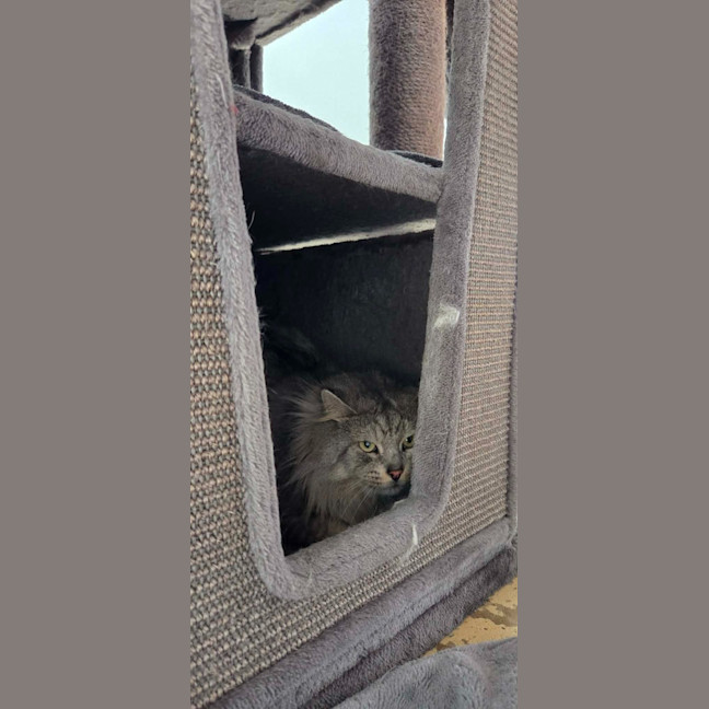 Photo of Floofy