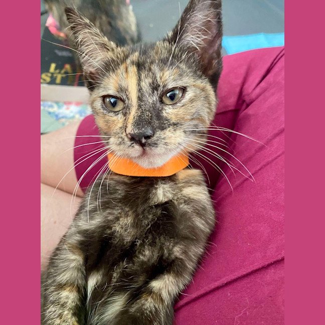 Photo of Smudge (K61)