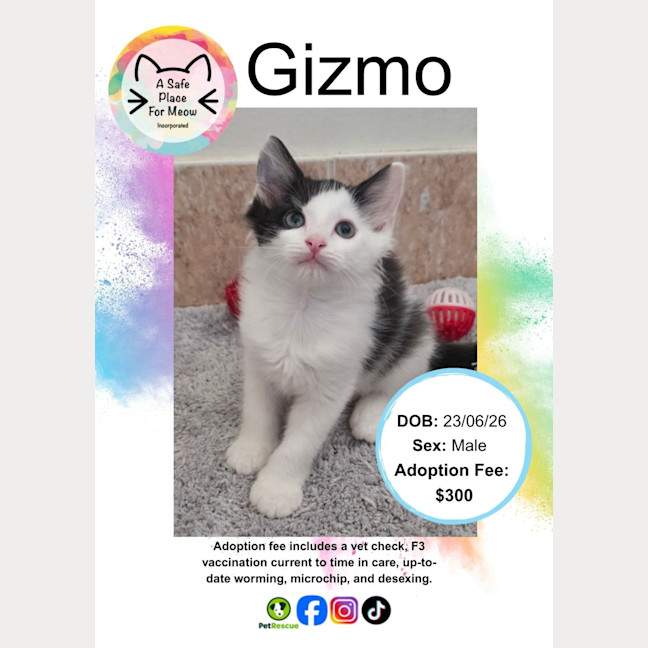 Photo of Gizmo