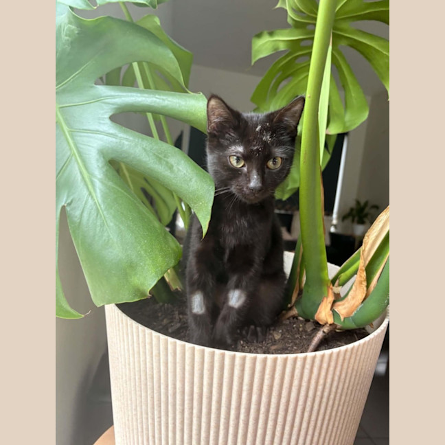 Photo of Asha