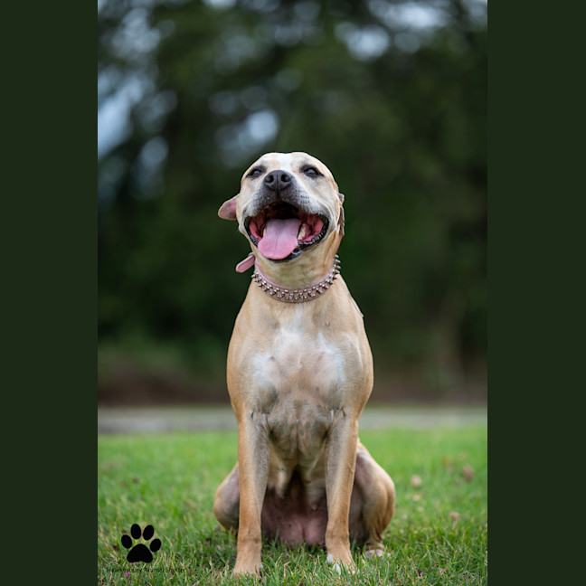 Photo of Nugget