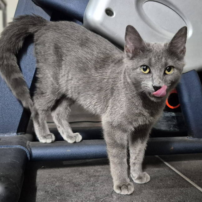 Photo of Sapphire