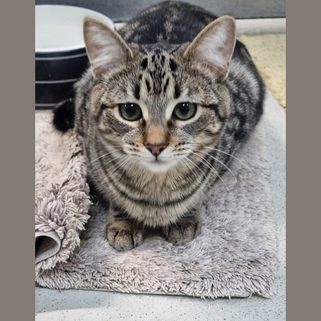 Photo of Fizz